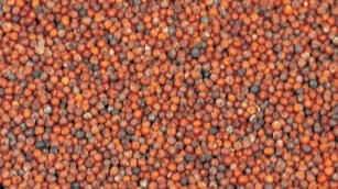 Ragi