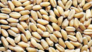 Wheat, whole