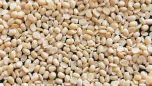 Black gram, dal