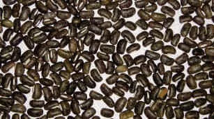 Ricebean