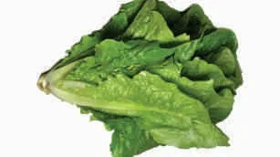 Lettuce