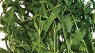 Ponnaganni