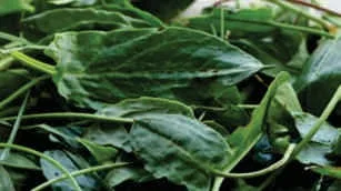 Rumex leaves