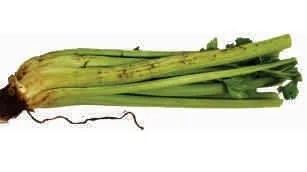 Celery stalk