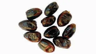Dates, processed