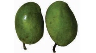 Mango, ripe, himsagar