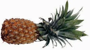 Pineapple