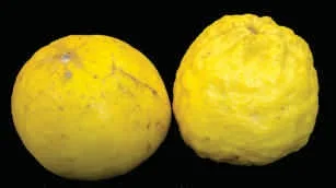 Pummelo