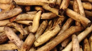 Lotus root