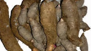 Yam, wild