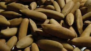 Pine seed