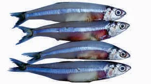 Anchovy