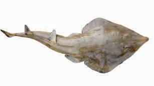 Guitar fish