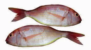 Kadali