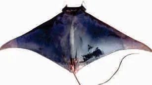 Kite fish
