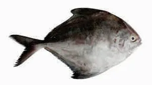 Pomfret, black