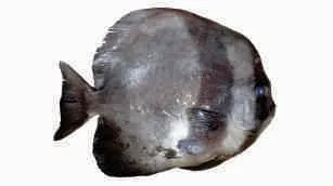 Sadaya