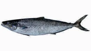 Salmon