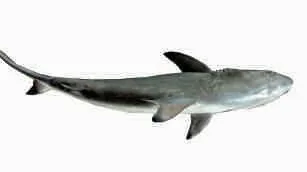 Shark