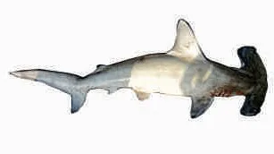 Shark, hammer head