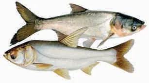 Silver carp