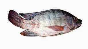 Tilapia