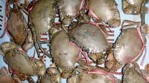 Crab