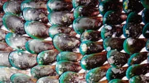 Clam, green shell