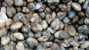 Clam, white shell, ribbed