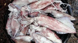 Squid, white, small