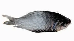 Catla
