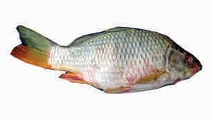 Gold fish