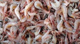 Prawns, small